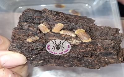 Cubaris sp. Rubber Ducky Flame Isopod